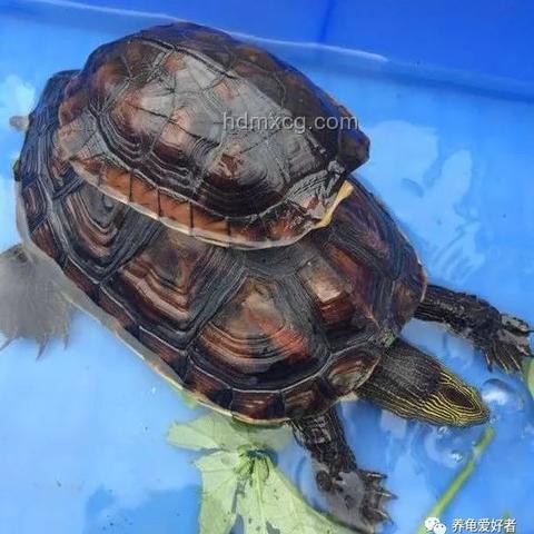小孩被天降乌龟砸死，饲主判赔128万案例研究